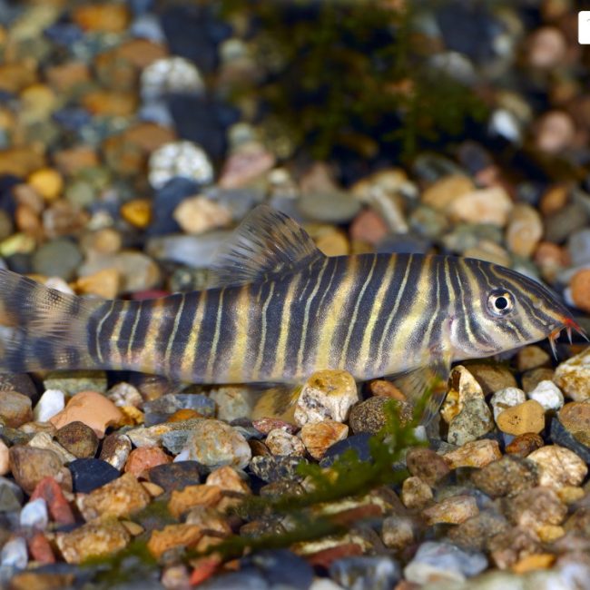 - Poisson Poisson à adopter