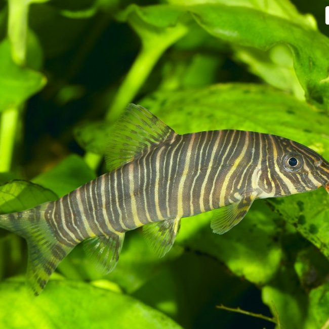  - Poisson Poisson à adopter