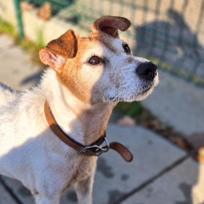 Ianka - Chien à adopter