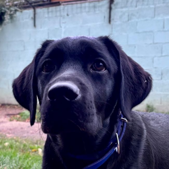 Kratos - Chien à adopter