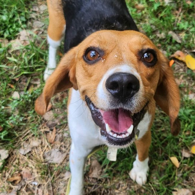 Vaia - Chien Beagle à adopter