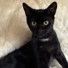 Bagheera