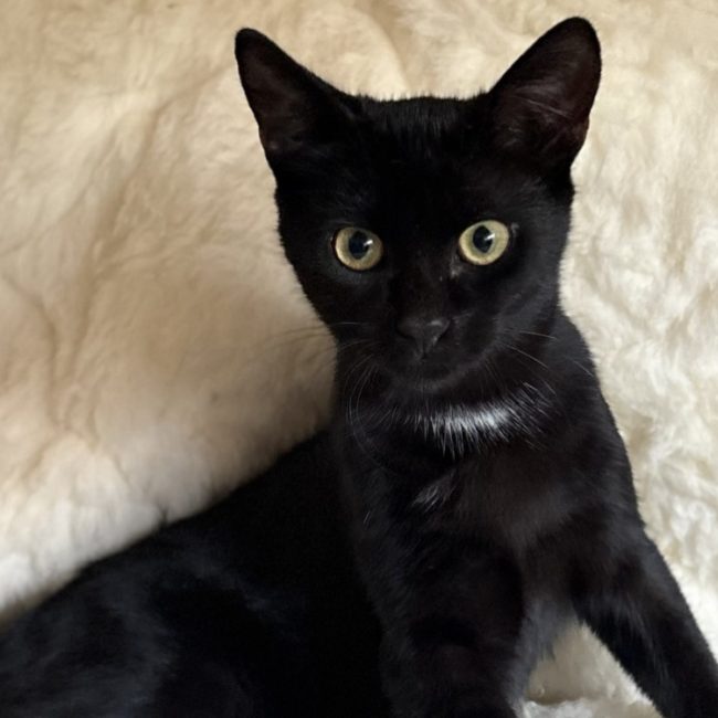 Bagheera