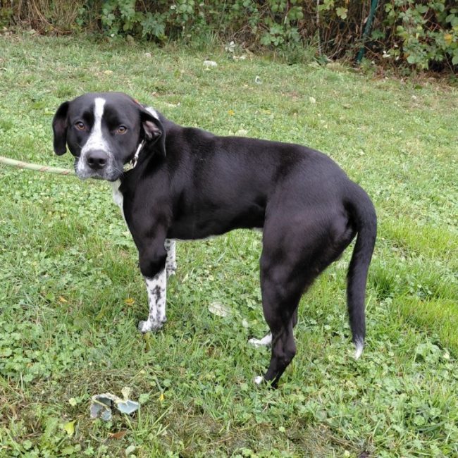 Harley - Chien à adopter
