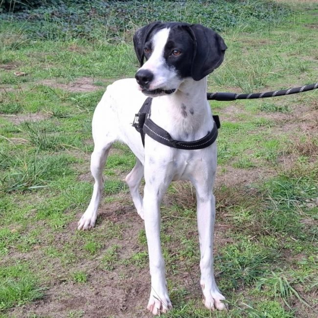 Tulipe - Chien Pointer Anglais à adopter