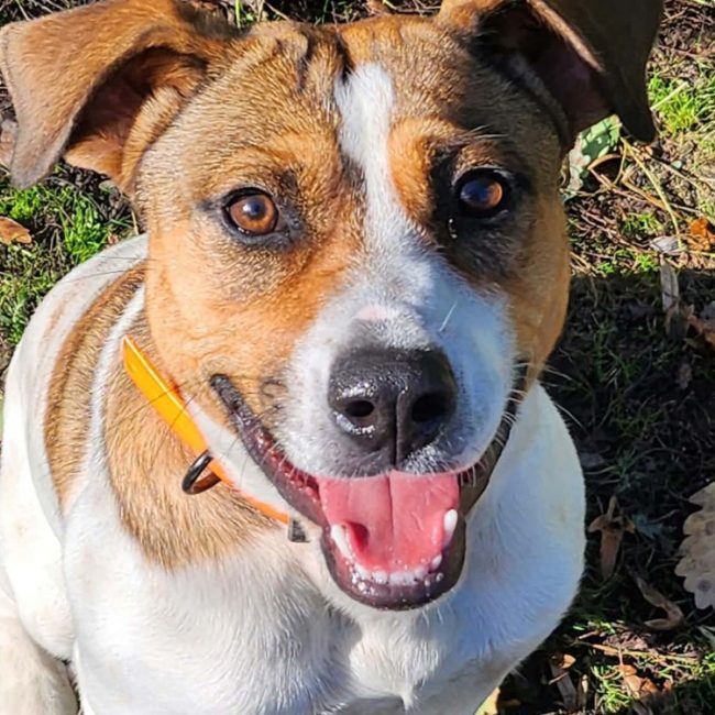 Brique - Chien à adopter