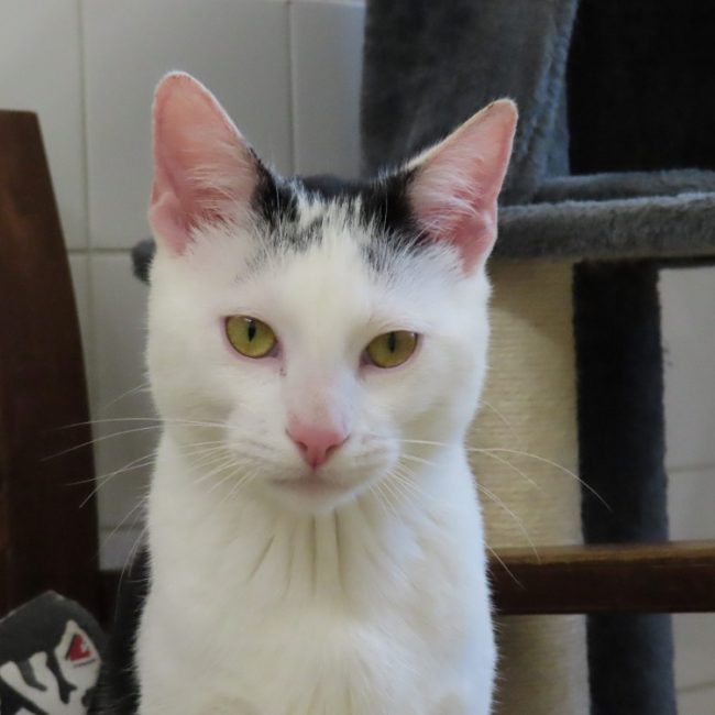 Superfly - Chat Européen à adopter