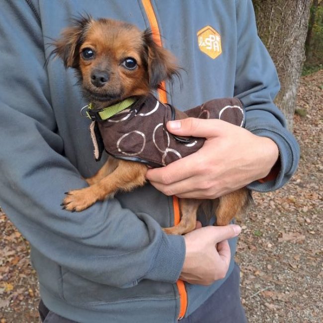 Miel réservé - Chien Epagneul Nain Continental à adopter