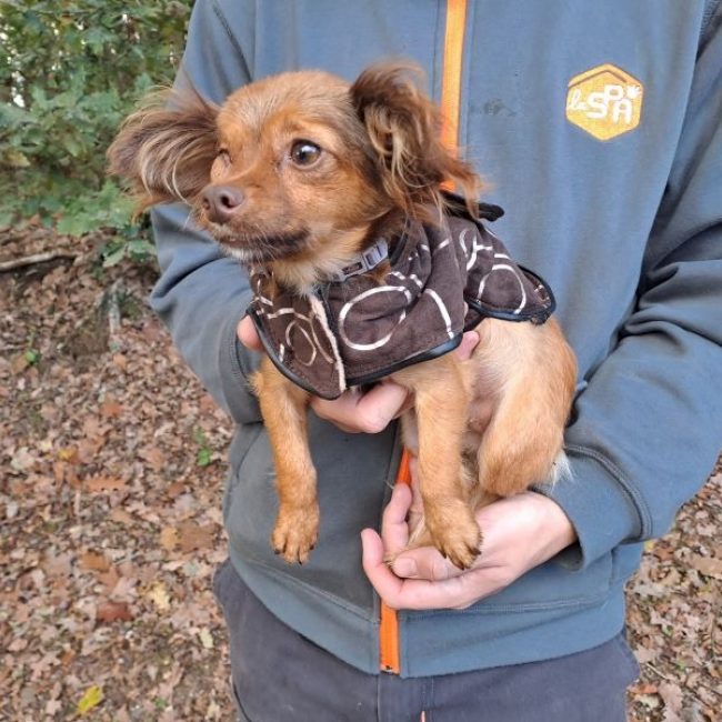 Noisette - Chien Epagneul Nain Continental à adopter