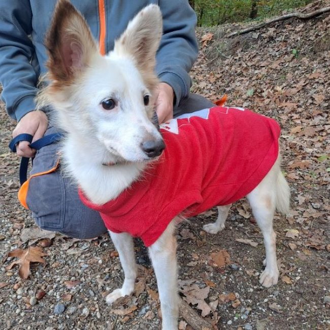 Vania réservé - Chien Berger à adopter