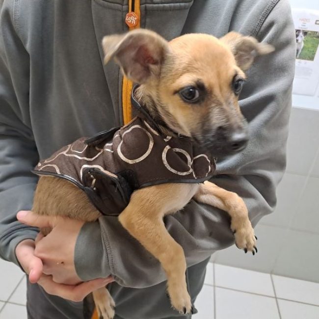 Réservé cooper - Chien Pinscher Nain à adopter