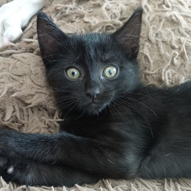 Palma - Chat Européen à adopter