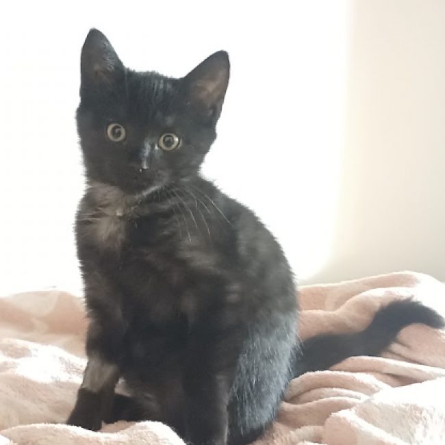 Selene - Chat Européen à adopter