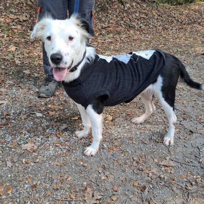 Capri - Chien Border Collie à adopter