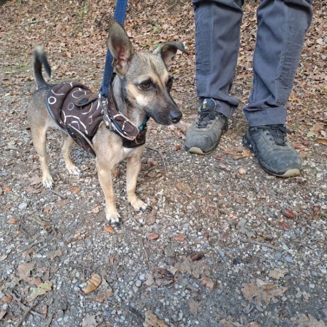 Pica - Chien Pinscher Nain à adopter
