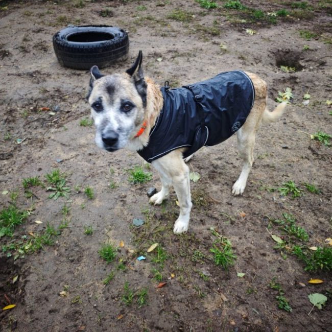 Papuche - Chien à adopter