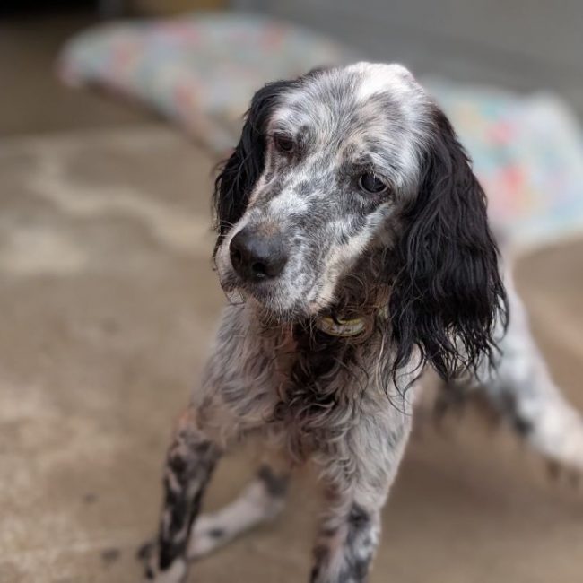 Ilton - Chien Setter Anglais à adopter