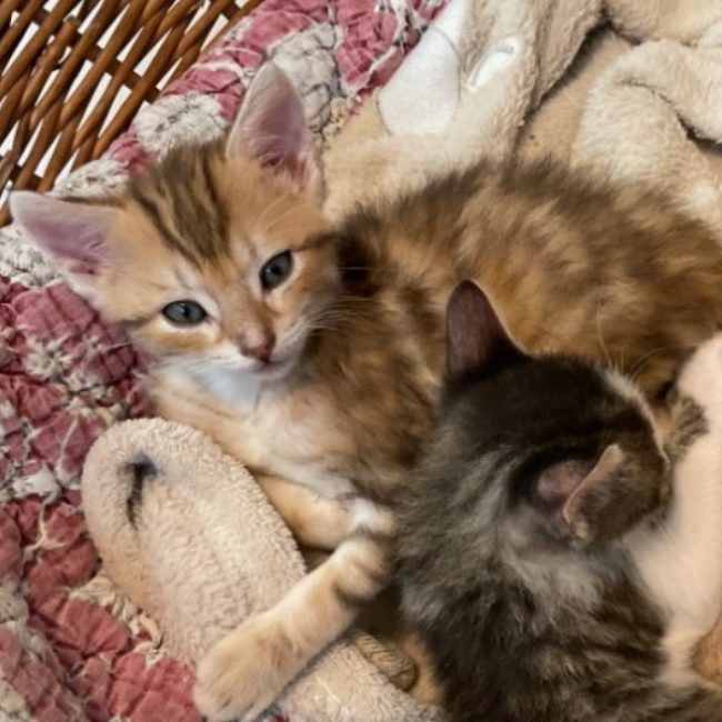 Basilic - Chat Européen à adopter