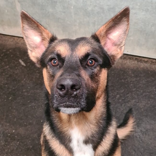 Chonchon - Chien Berger Allemand à adopter