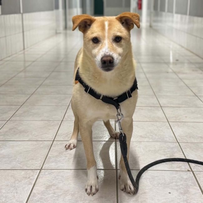 Timeo - Chien à adopter