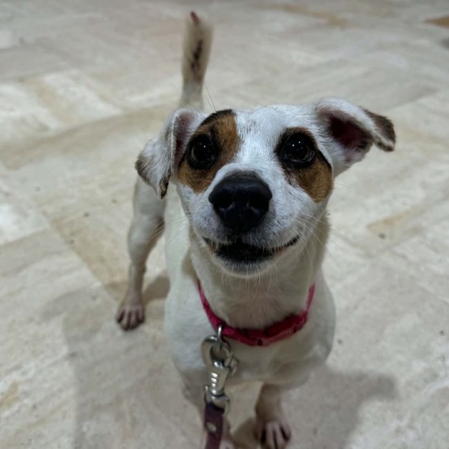 Nina - Chien à adopter