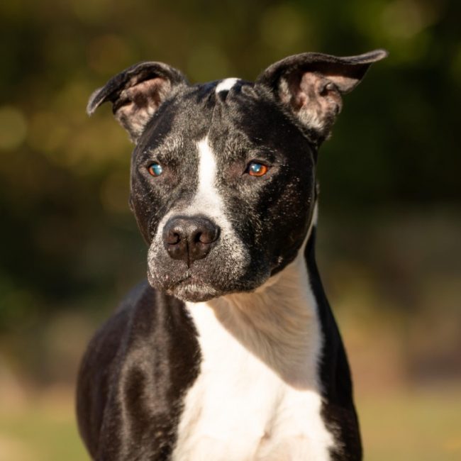 Pachou - Chien à adopter