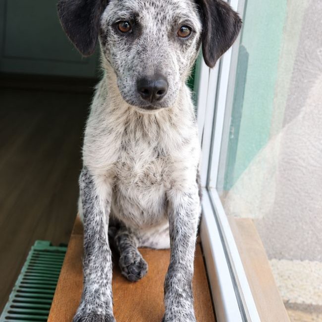 Erell - Chien à adopter