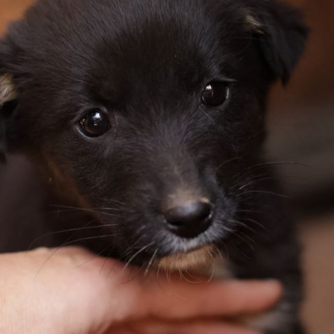 Mirza - Chien à adopter