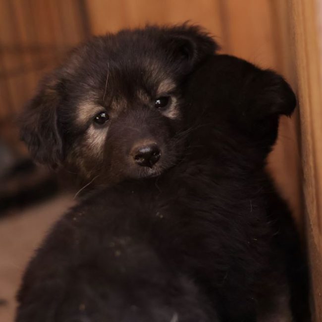 Miyuki - Chien à adopter