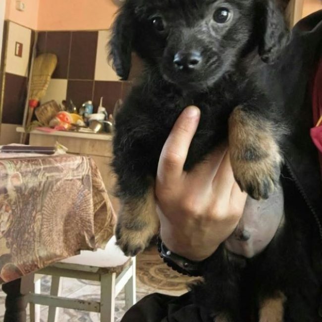Orson - Chien à adopter