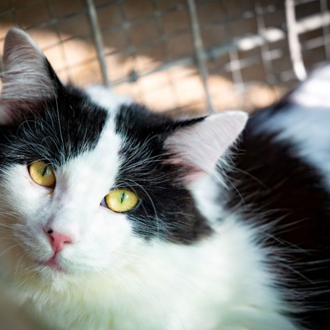 Arash - Chat Européen à adopter