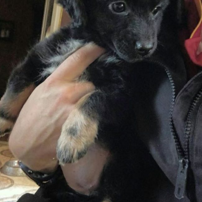 Olia - Chien à adopter