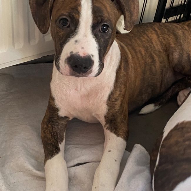 Brownie - Chien à adopter
