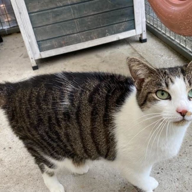 Nala - Chat Européen à adopter