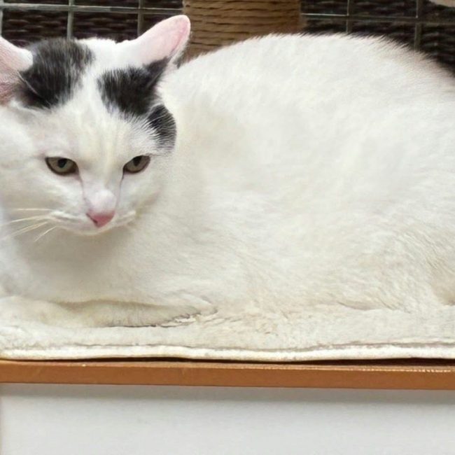 Titi - Chat Européen à adopter