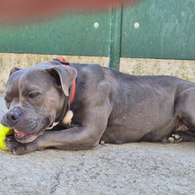 Blue - Chien American Bully à adopter