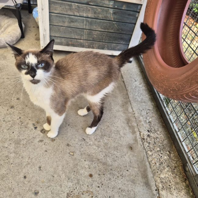 Franco - Chat Européen à adopter