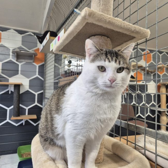 Marceau - Chat Européen à adopter