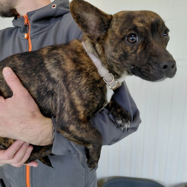 ChloÉ - Chien à adopter