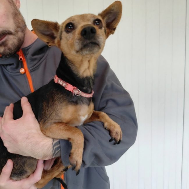 Freya - Chien à adopter
