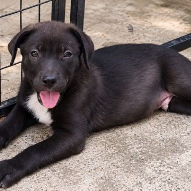 MONTAGNY - Chien Labrador-Retriever à adopter