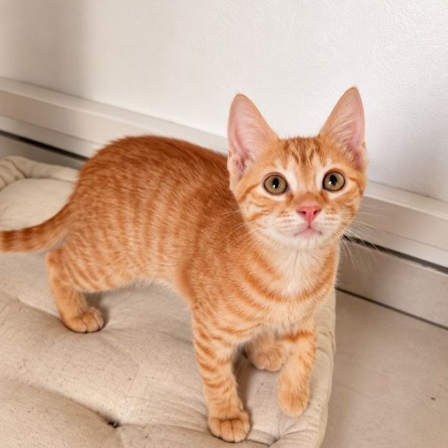 BETTY - Chat Européen à adopter