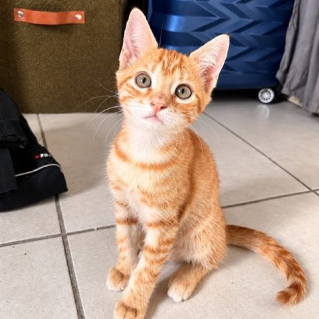 BRANDY - Chat Européen à adopter