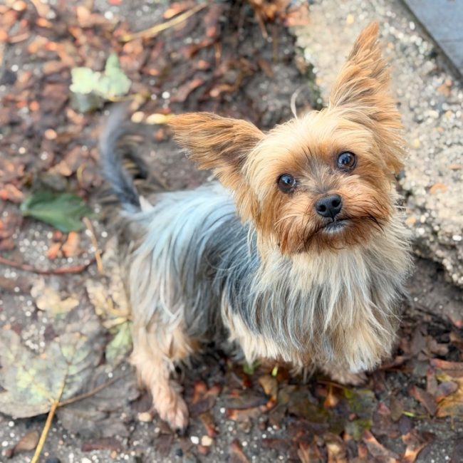 Picadilly - Chien Yorkshire Terrier à adopter