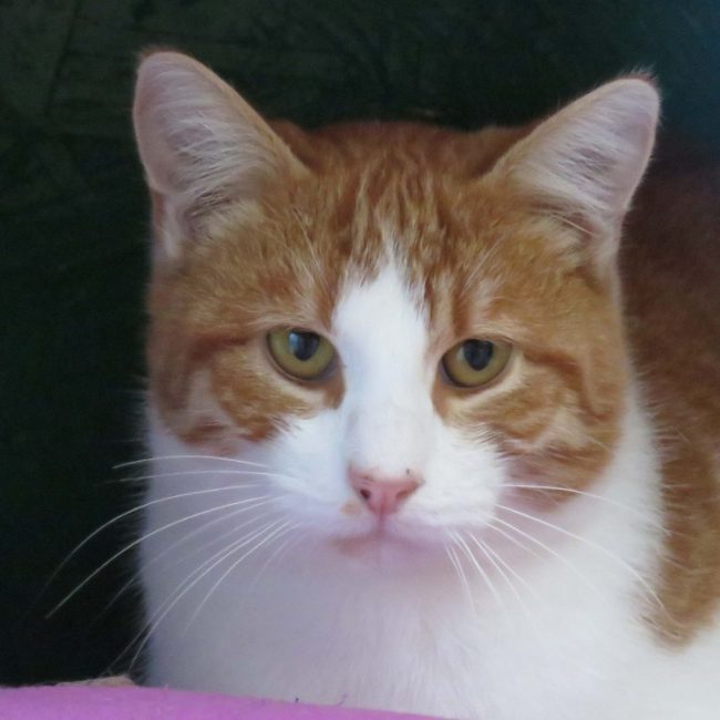 Marcel - Chat Européen à adopter