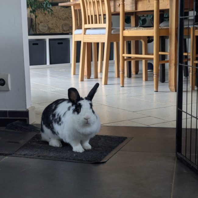 Soa - Rongeur Lapin à adopter
