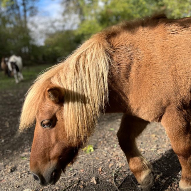 Souci - Equidé Poney à adopter