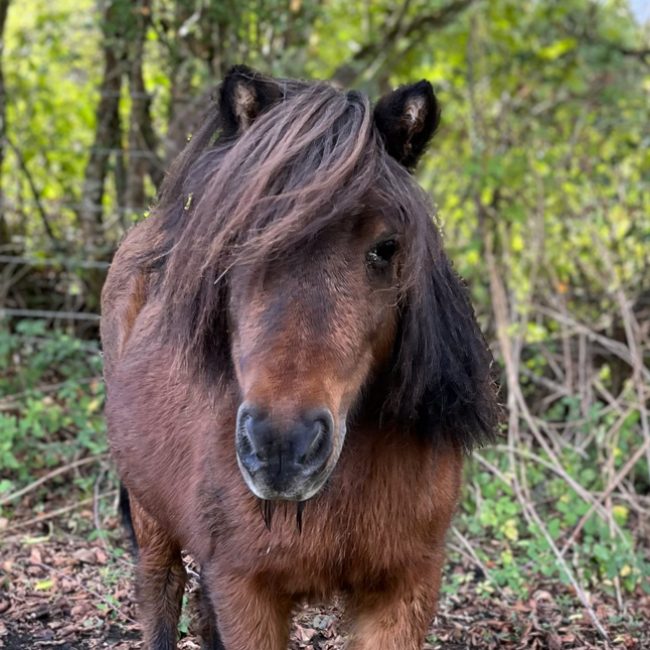 Vichy - Equidé Poney à adopter
