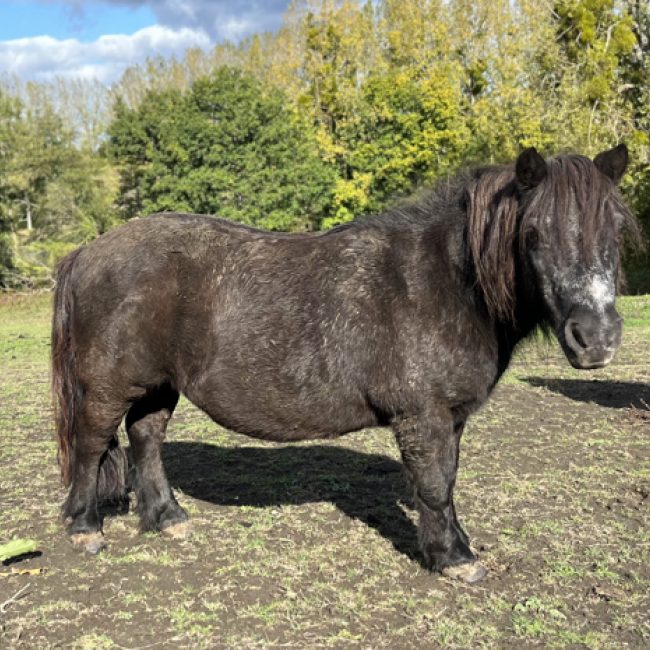Ricky - Equidé Poney à adopter