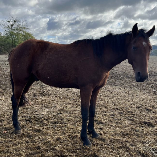Nuncio - Equidé Cheval à adopter
